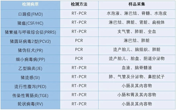 中国养猪网