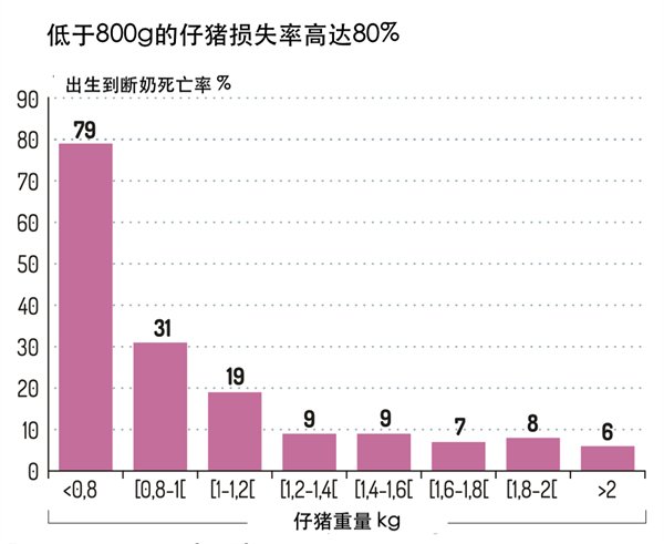 中国养猪网