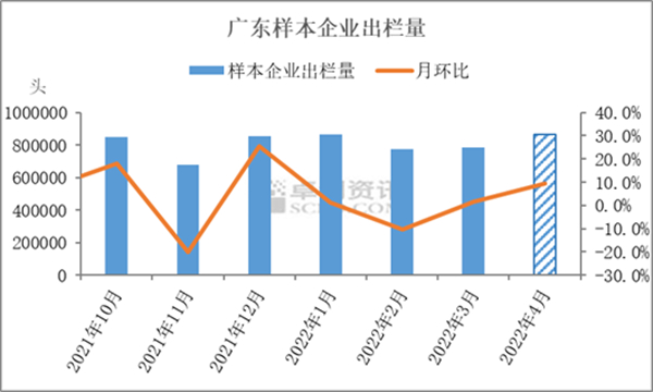 中国养猪网