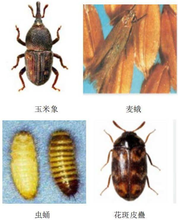 中国养猪网
