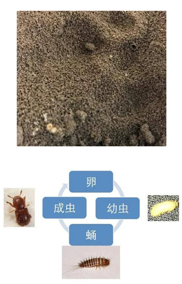 中国养猪网