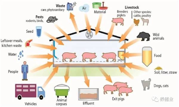 ”环形生物安全”层层防线构建猪场生物安全