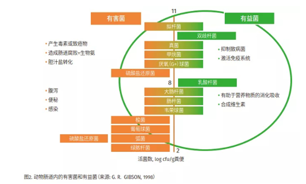 中国养猪网