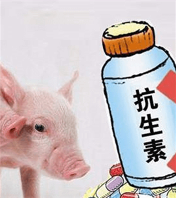 养猪人必须知道！事关兽药、消毒药、疫苗基本使用规范