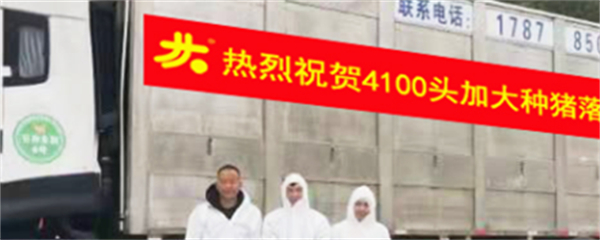 中国养猪网