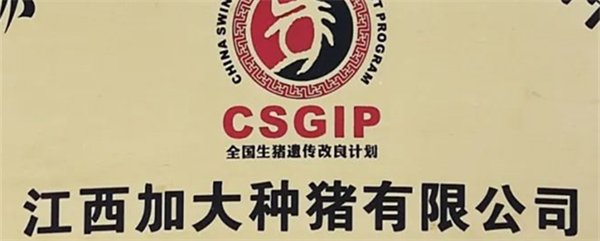 中国养猪网