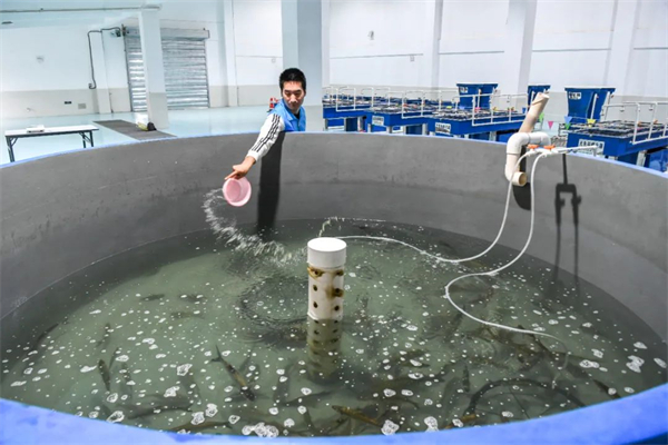 中国养猪网