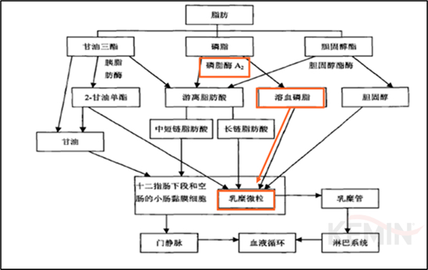 中国养猪网