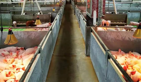  关于猪场管理：人员管理和饲养管理，怎么做，你都做到了吗？