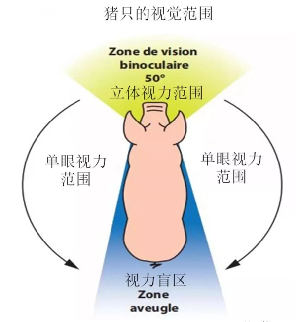 中国养猪网