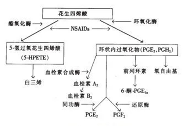 中国养猪网