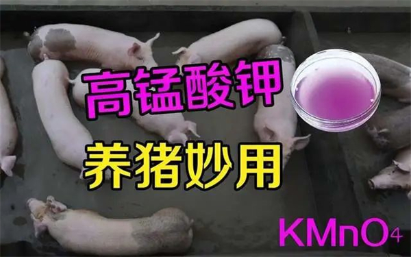 高锰酸钾在养猪中有哪些妙用？