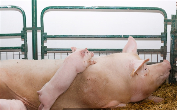 如果你的限位栏养母猪有蹄裂，你必须详细看看这篇文章