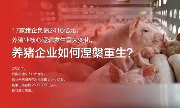 负债2416亿元！未来养猪业将发生重大改变？九个要点，助企业涅槃重生！