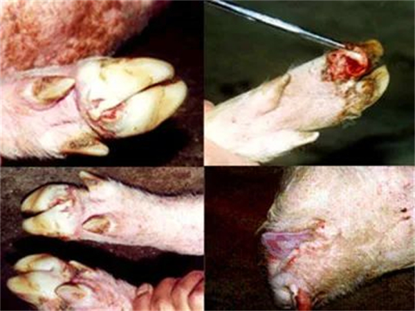 猪口蹄疫和猪水疱病的区别与治疗方法