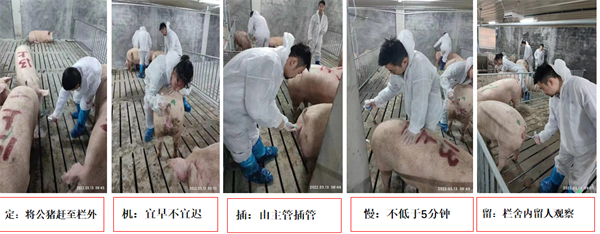 中国养猪网