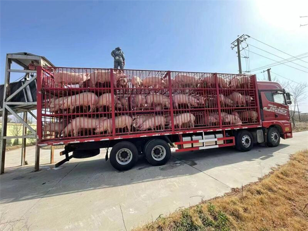  嘉定最大养猪场4月以来出栏3300多头猪，全力保供端稳“肉盘子”