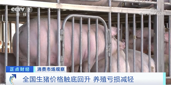 猪价触底回升，养殖亏损减轻！业内普遍乐观，猪市未来将怎么走？