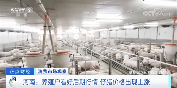 中国养猪网