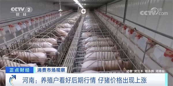 中国养猪网