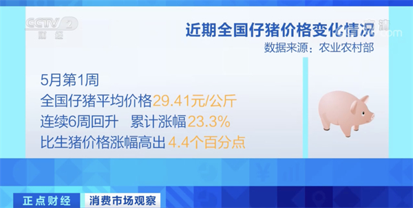 中国养猪网