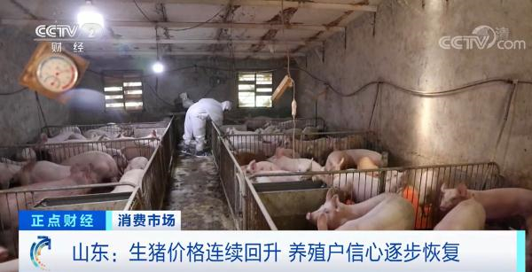 山东：生猪价格连续回升，养殖户信心逐步恢复，部分养殖企业回到盈亏平衡点