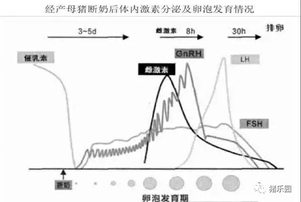 中国养猪网