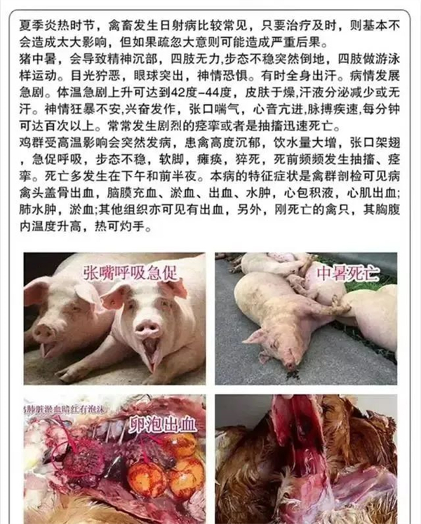 中国养猪网