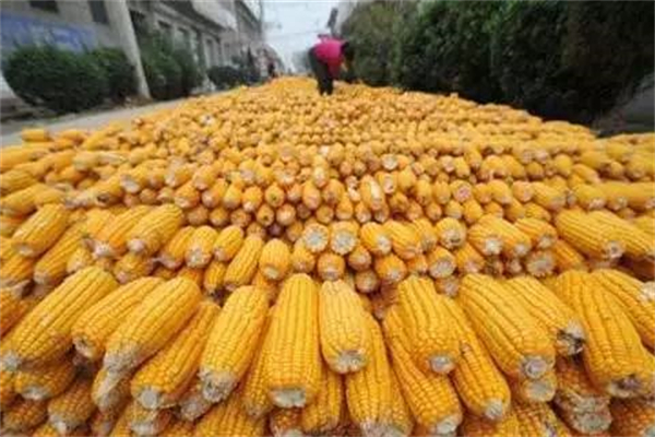 海关总署：4月小麦进口下降22.4%，玉米进口量为221万吨，同比增长19.4%