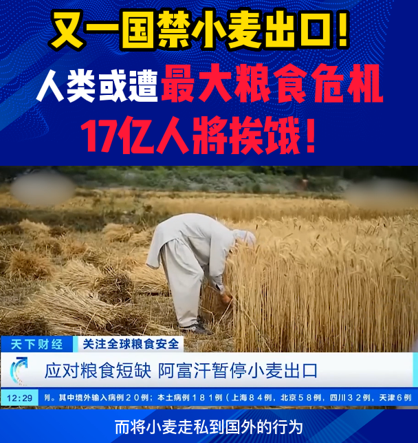 又一国禁小麦出口！人类或遭最大粮食危机，17亿人将挨饿！未来会缺饲料吗？