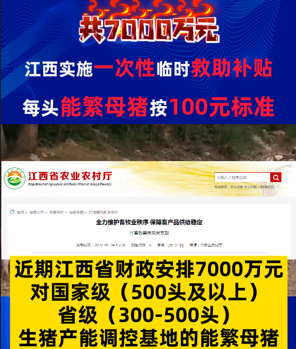 江西实施一次性临时救助补贴！共7000万元！每头能繁母猪按100元标准