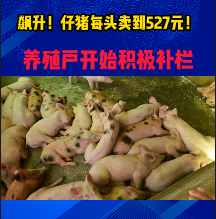 飙升！仔猪每头卖到527元！养殖户开始积极补栏！