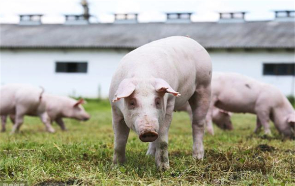 广州：拟对生猪期货价格指数保险补贴80%，参保农户、企业自付20%！