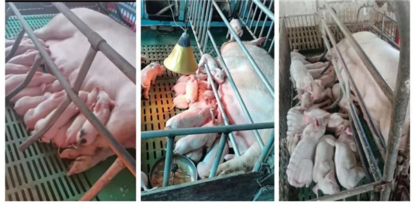 中国养猪网