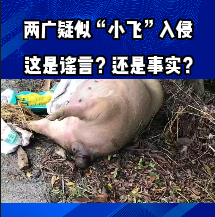 两广疑似“小飞”入侵！这是谣言还是事实？