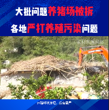 哄抢！仔猪飙至1000元/头仍供不应求！