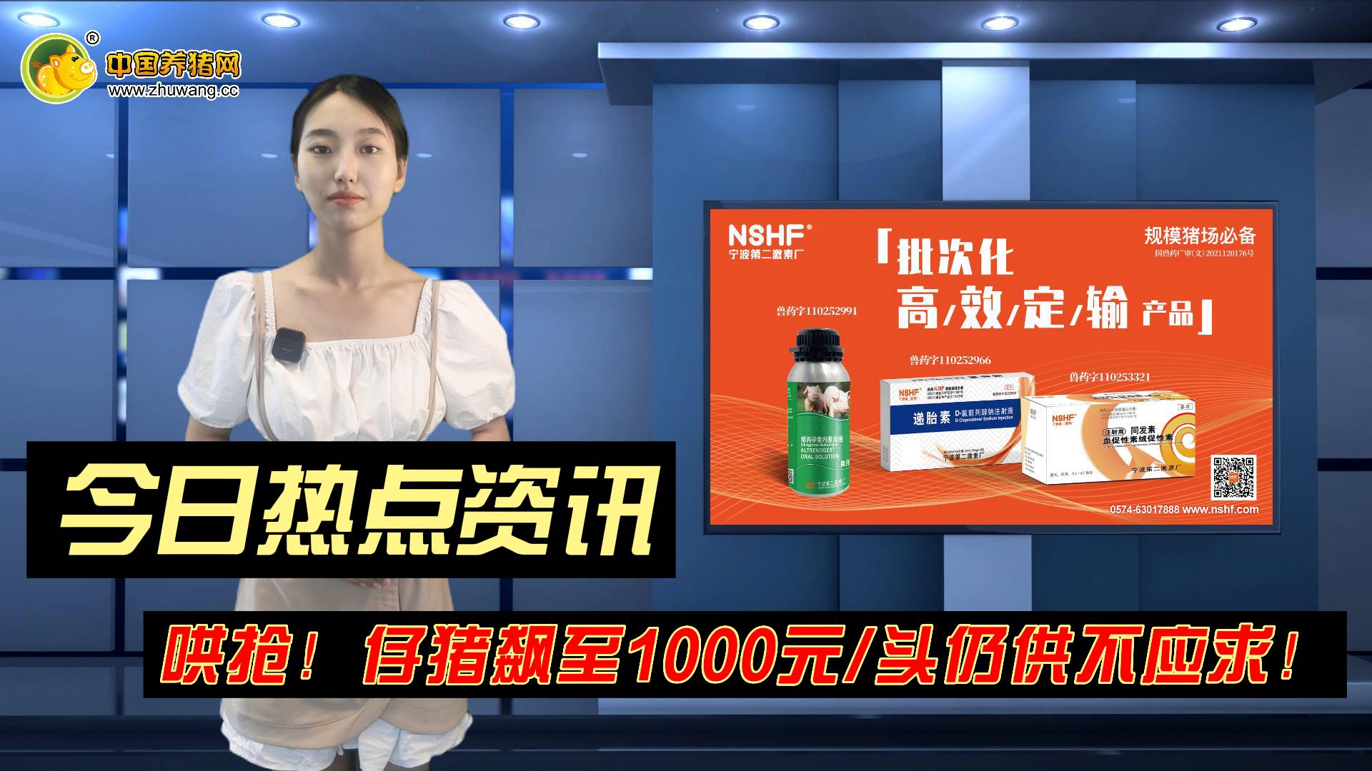 哄抢！仔猪飙至1000元/头仍供不应求！