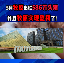 5月牧原出栏586万头猪，并且牧原实现盈利了! 