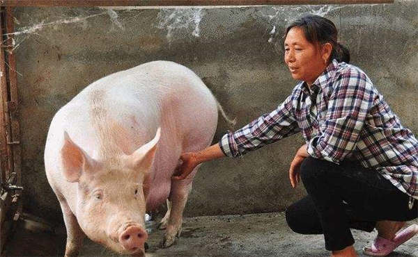 重大利好！6月10日收储4万吨中央储备冻猪肉