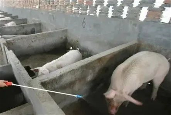 中国养猪网