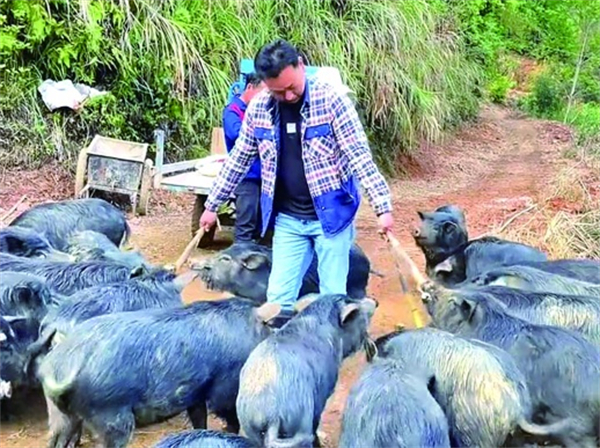 养藏香猪玩出新花样，“认养一头猪”线上云养殖模式备受关注！
