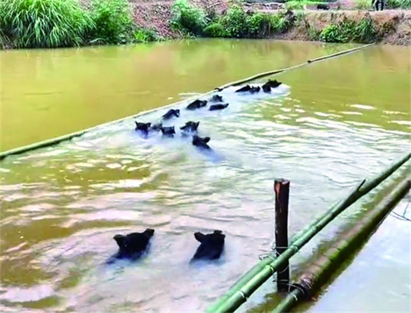 中国养猪网