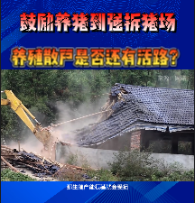 鼓励养猪到强拆猪场，养殖散户是否还有活路？