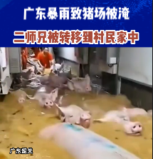 广东暴雨致养猪场被淹，二师兄被请上二楼住豪宅