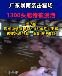 广东英德一养猪场1300多头生猪浸泡在水里，背部冻得发红