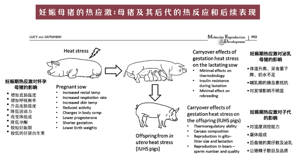 中国养猪网