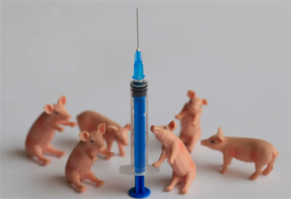 中国养猪网