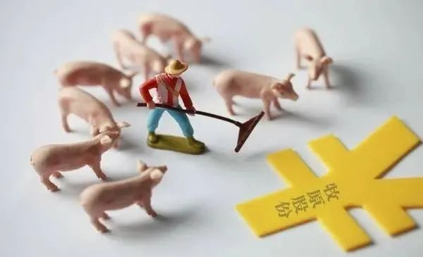 中国养猪网