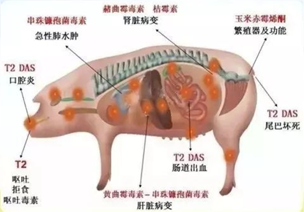 养猪必须要“脱毒” | 霉菌毒素是猪场的大敌，这么做才能摆脱“霉”运，提高产能！