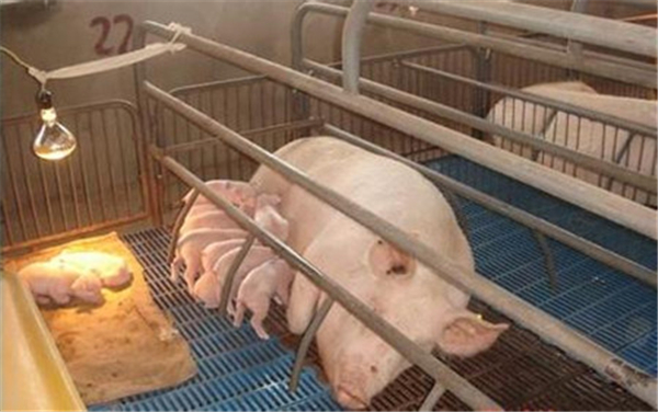 猪场常见的7种腹泻病，对症治疗能解决！